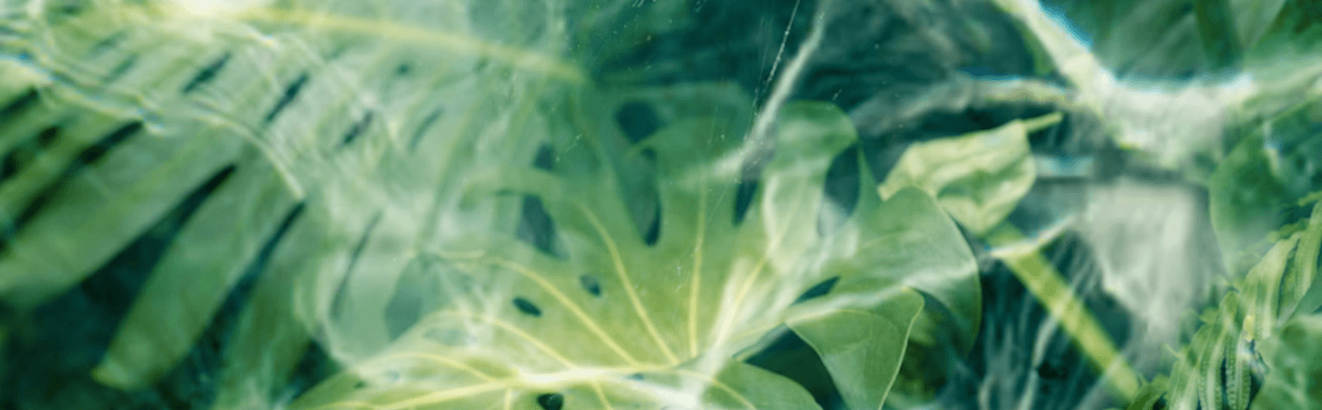 Flora