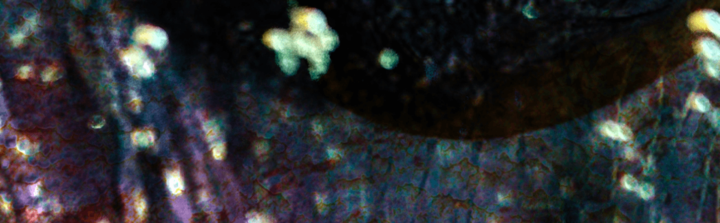 Androgyne : L'etalon disco + David David